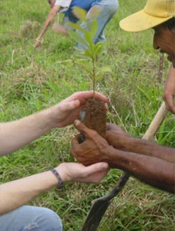 Planting a Tree