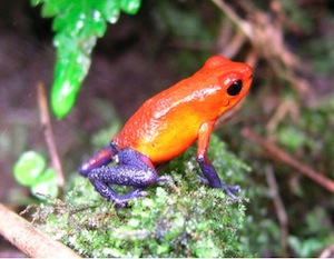 RainForest Maker :: Extinction of Rainforest Species Slows Future Growth :: Grow Back the Earth's Rainforests RainForest Maker :: Extinction of Rainforest Species Slows Future Growth :: Grow Back the Earth's Rainforests