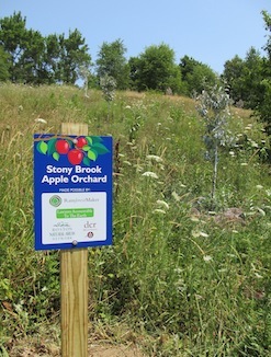 Apple Orchard Sign