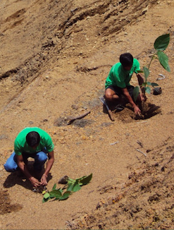 Teenagers Planting Trees