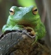 Blog - Frog