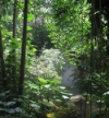 Blog - Forest
